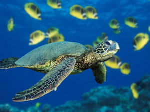 Abundant marine life in Espiritu Santo, Vanuatu